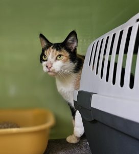 Leila – Europäisch Kurzhaar, weiblich, 5 Jahre, 97525 Schwebheim – zur Adoption