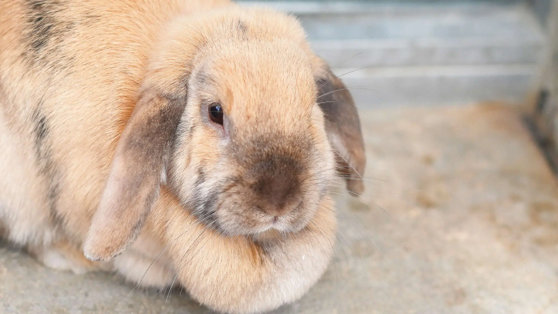 Floki, Lisa, Lilly & Nr 5 – Löwenköpfchen, Zwergwidder, Mix, männlich, 13057 Berlin – zur Adoption