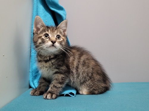 Endivie – Katze, männlich, 32758 Detmold – zur Adoption