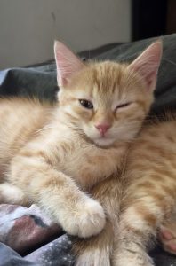 Elvis – Europäisch Kurzhaar, männlich, 2 Monate, 97525 Schwebheim – zur Adoption
