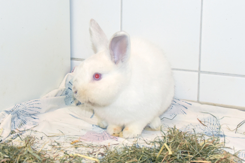 Uranius – Zwergkaninchen, männlich, 90537 Feucht – zur Adoption