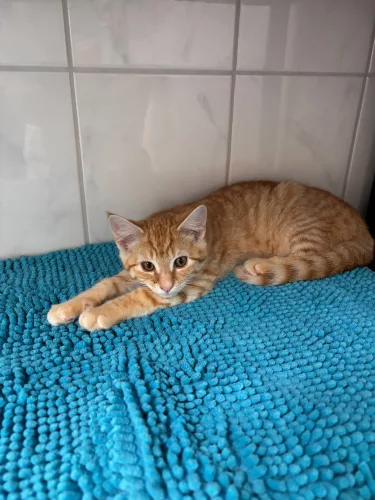 Gideon – EKH, männlich, 26389 Wilhelmshaven – zur Adoption