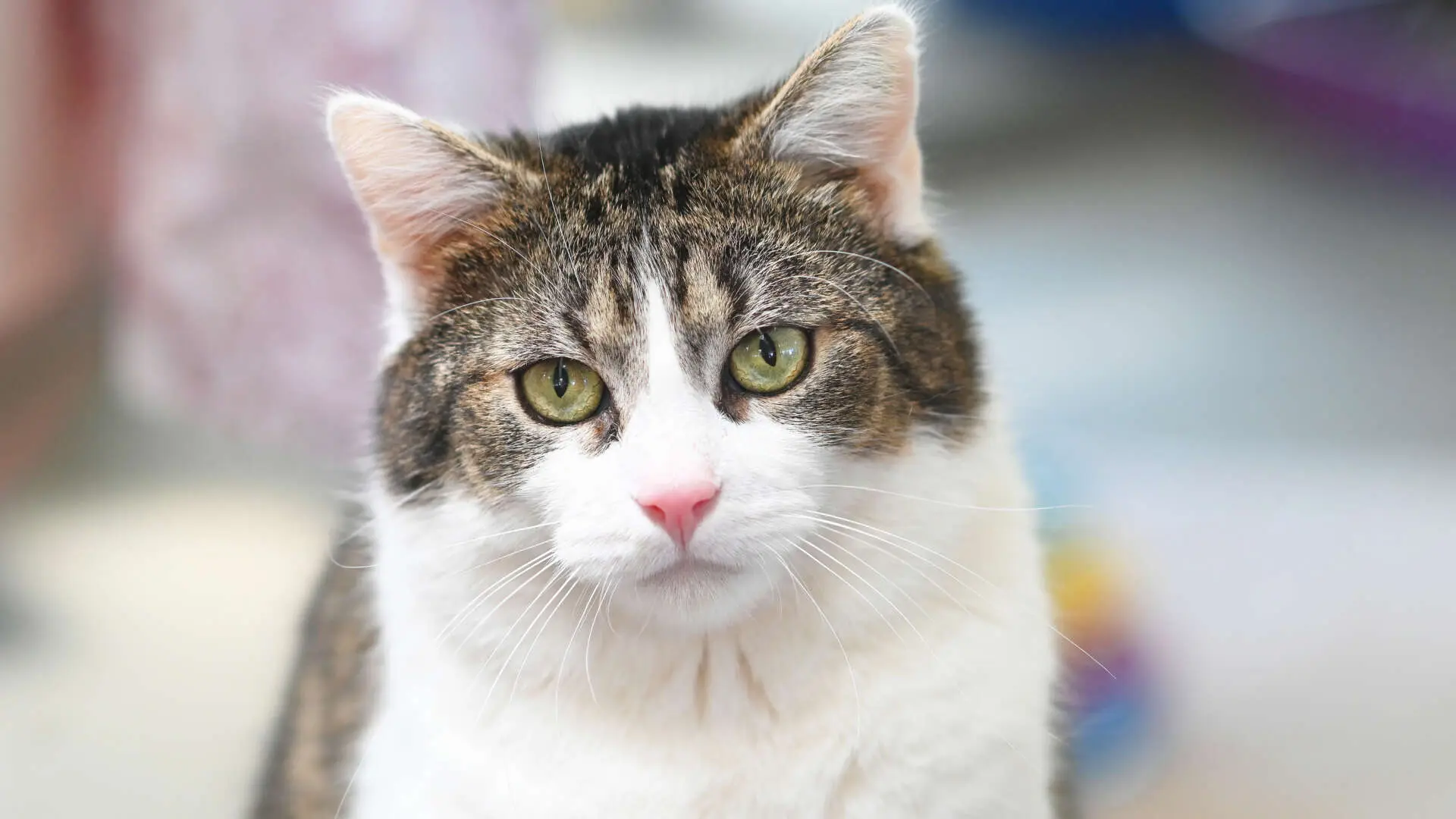 Nino – EKH, männlich, 13057 Berlin – zur Adoption