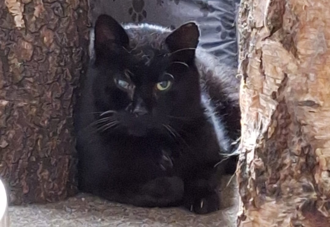 Blacky