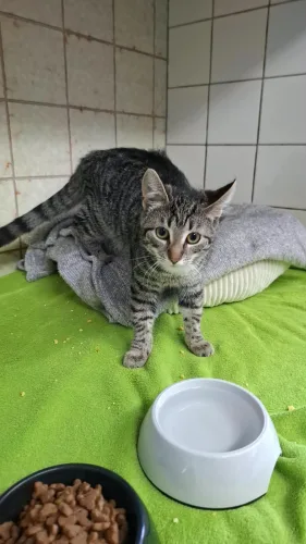 Heidi