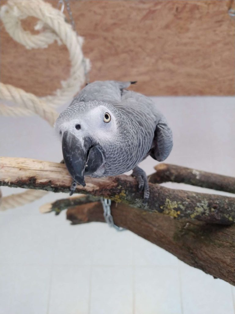 Coco
