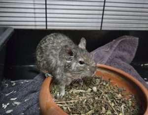 Degus