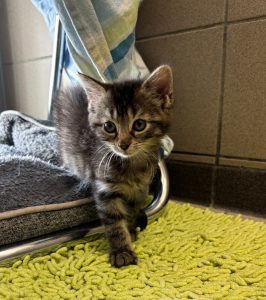 Vitani – Europäisch Kurzhaar, weiblich, 97525 Schwebheim – zur Adoption