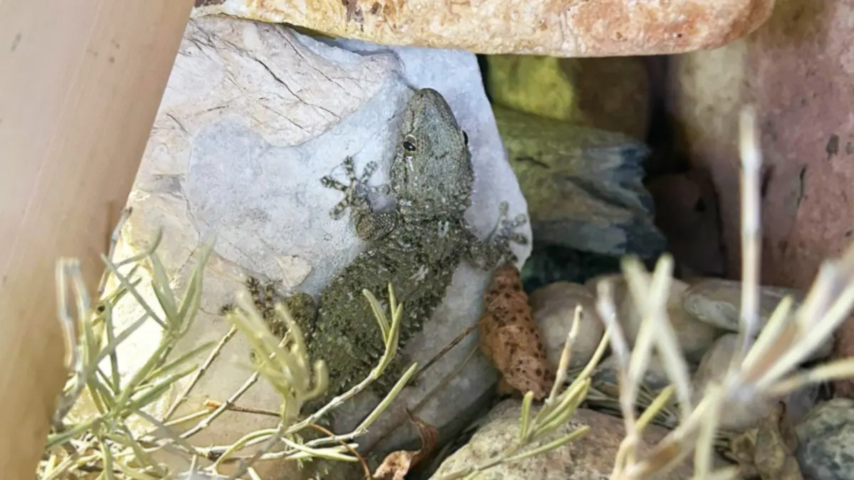 Brösel