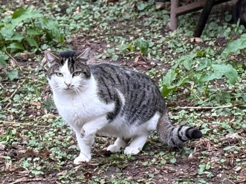 Dimitri