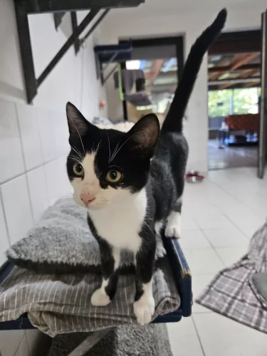 Zazou – EKH, männlich, 26389 Wilhelmshaven – zur Adoption