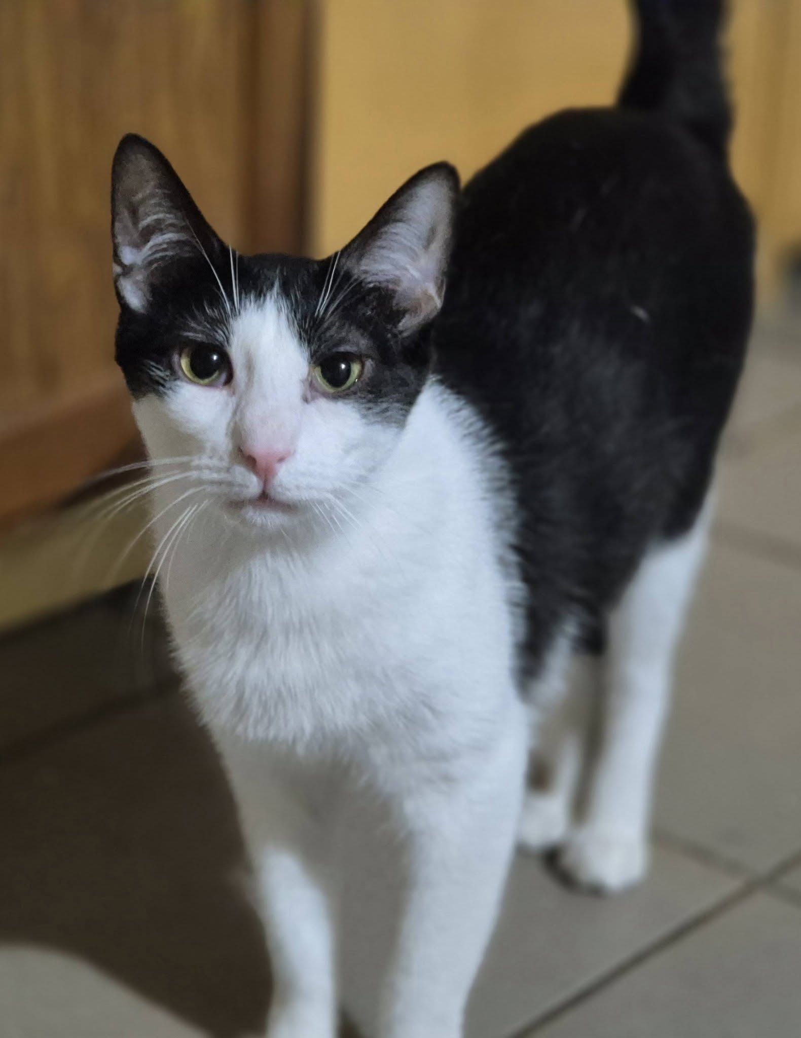 Kater222821 - Patenlos – EKH, männlich, 50823 Köln – zur Adoption