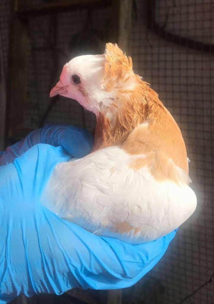 Schoki