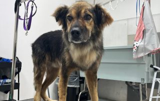 Ringo – Hund, männlich, 66 Monate, Nordic Strays e.V. – zur Adoption