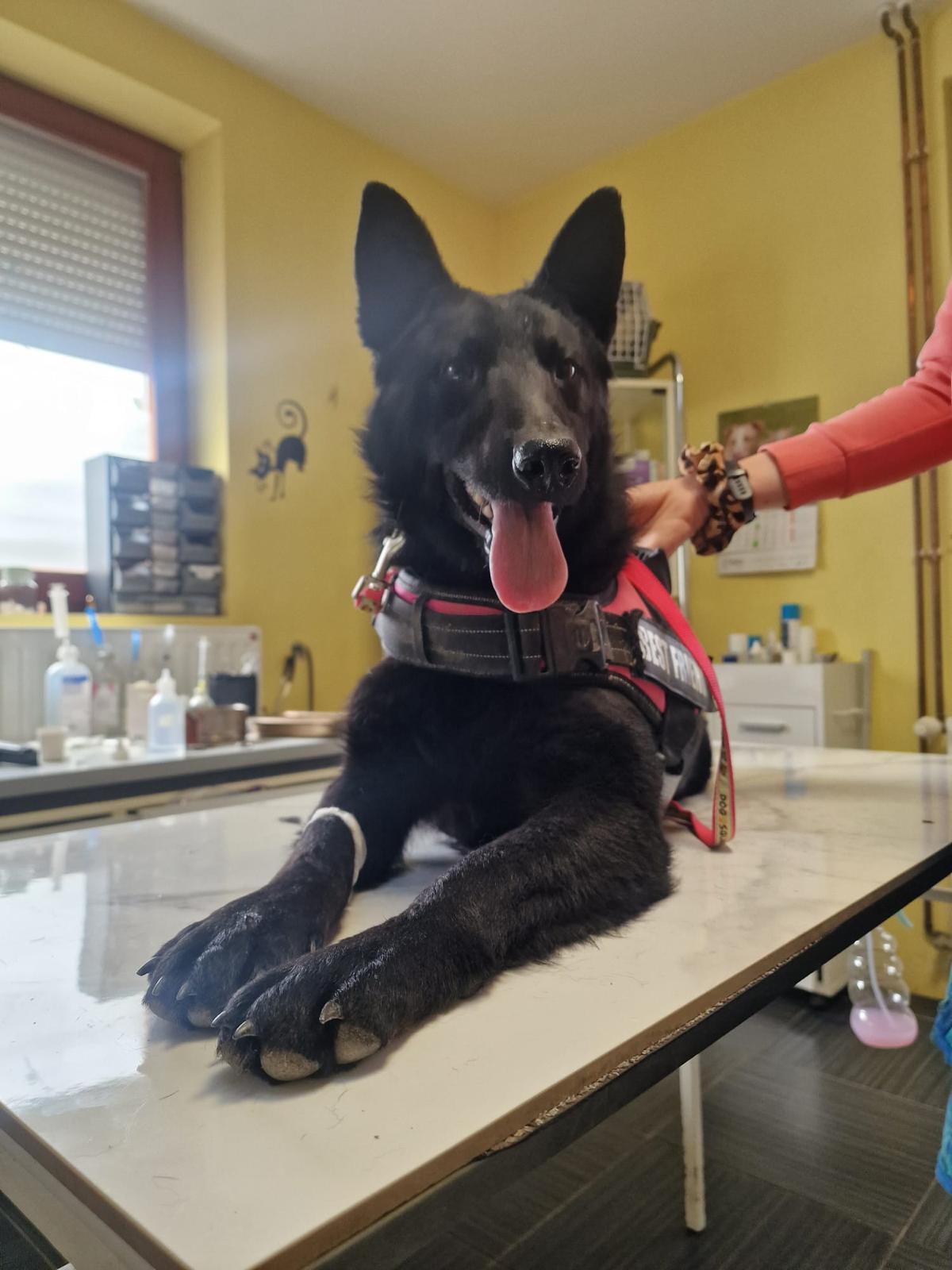Ache – Schäferhund-Mischling, männlich, Nordic Strays e.V. – zur Adoption
