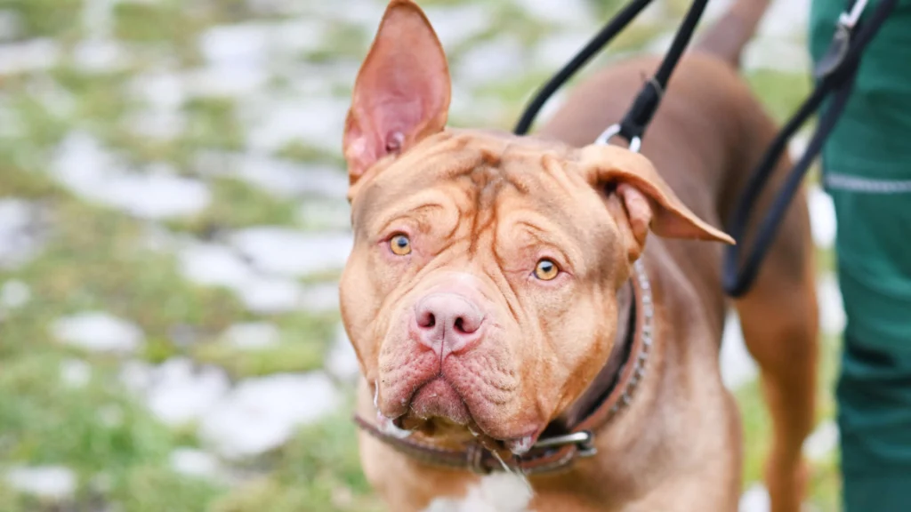 Joker – Staffordshire Terrier Mix, männlich, 1 Jahr, 13057 Berlin – zur Adoption