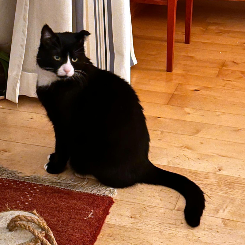 Käpt´n MORLOCK sucht Ankerplatz ohne Crew – Hauskatze, männlich, 9 Jahre, Nähe Husum – zur Adoption