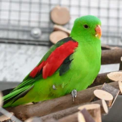 Wasabi – Rotflügelsittich, männlich, 13057 Berlin – zur Adoption