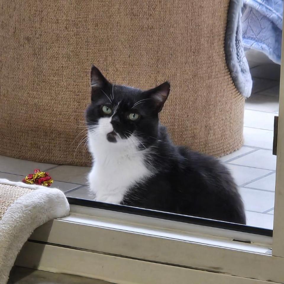 Schumi – Europäisch Kurzhaar, männlich, 45141 Essen – zur Adoption