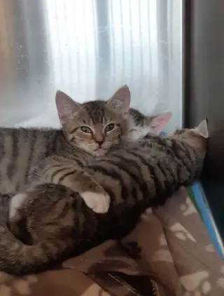 Bora, Baki & Beren