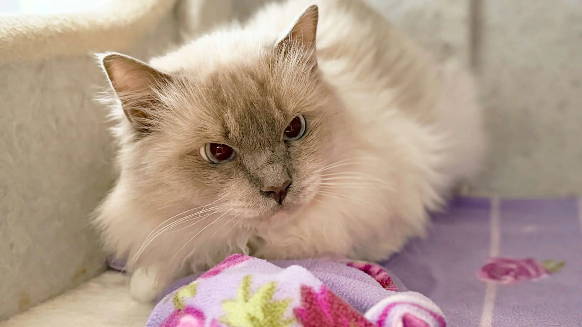 Orion – Birma-Mix, männlich, 2 Jahre, 3 Monate, 13057 Berlin – zur Adoption