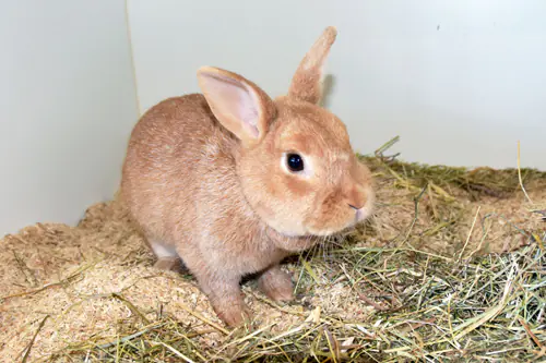 Tikki – Zwergkaninchen, weiblich, 90537 Feucht – zur Adoption