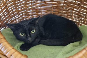 Skadi – Europäisch Kurzhaar, weiblich, 97525 Schwebheim – zur Adoption
