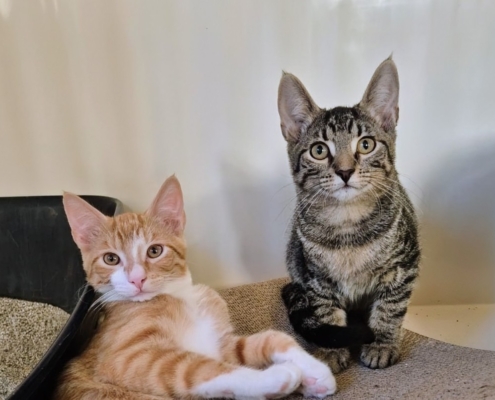 Frieda – Katze, weiblich, 4 Monate, 39576 Stendal – zur Adoption