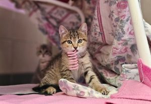 Sami – Europäisch Kurzhaar, männlich, 97525 Schwebheim – zur Adoption