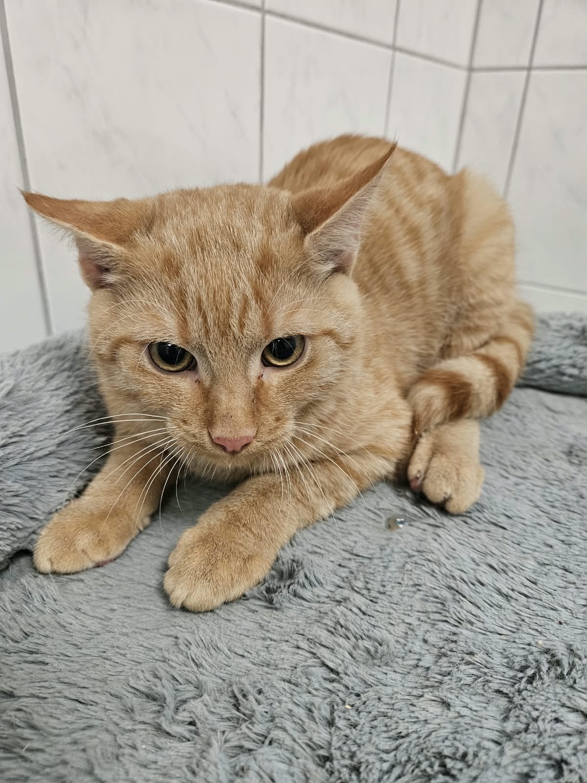 Arian – EKH, männlich, 97816 Lohr – zur Adoption