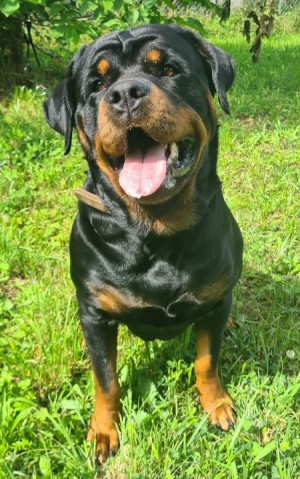 Dunya ( Bailey vom Elsbach )