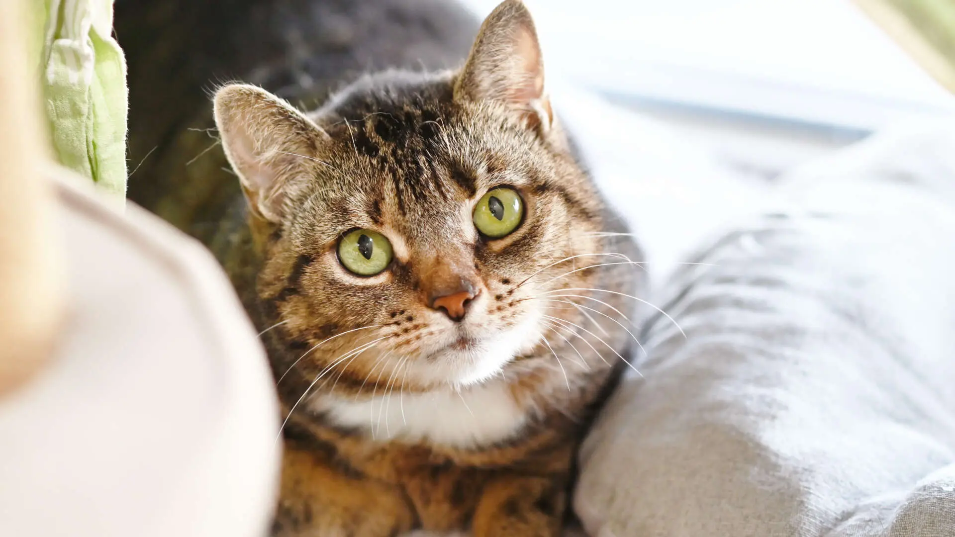 Daphne – EKH, weiblich, 5 Jahre, 13057 Berlin – zur Adoption