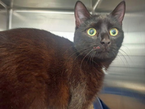 Miss Sophie – Katze, weiblich, 3 Jahre, 7 Monate, 32758 Detmold – zur Adoption