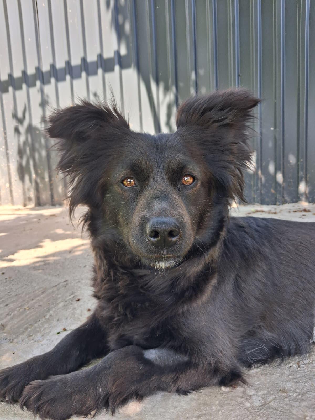 Bozika – Hund, männlich, Nordic Strays e.V. – zur Adoption
