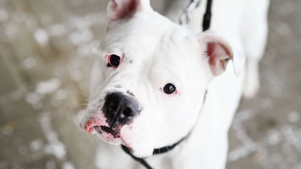 Hope – Bulldogge-Mix, weiblich, 4 Jahre, 13057 Berlin – zur Adoption