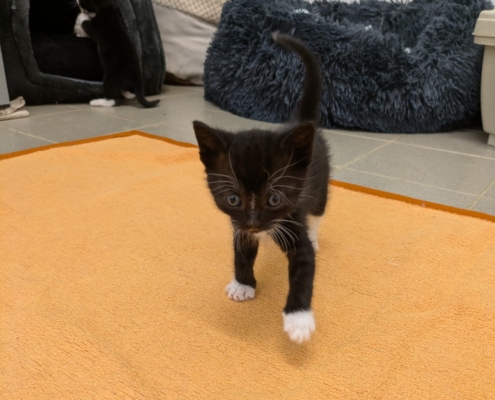 Sumi
