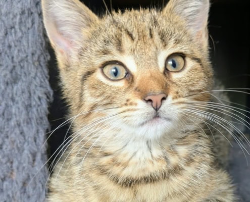 Ethel – Katze, weiblich, 39576 Stendal – zur Adoption