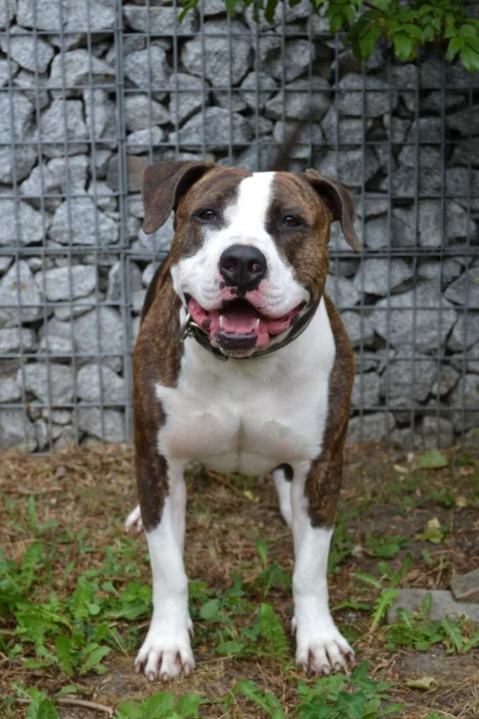 Baddy – Staffordshire-Terrier, männlich, 2 Jahre, 11 Monate, 13057 Berlin – zur Adoption