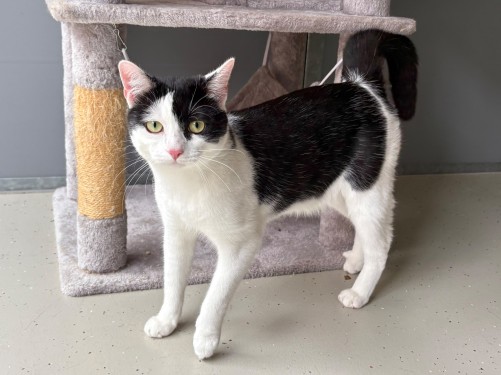 Oreo – Katze, männlich, 1 Jahr, 32758 Detmold – zur Adoption