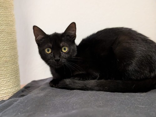 Velvet – Hund, männlich, 4 Monate, 32758 Detmold – zur Adoption