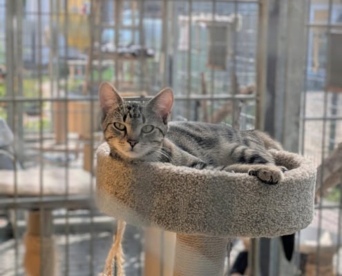 Flora – Katze, weiblich, 39576 Stendal – zur Adoption