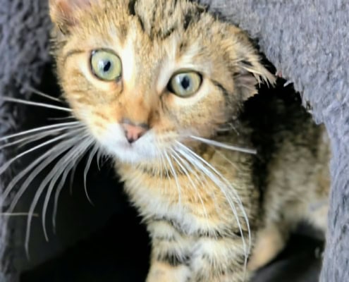 Nzinga – Katze, weiblich, 39576 Stendal – zur Adoption
