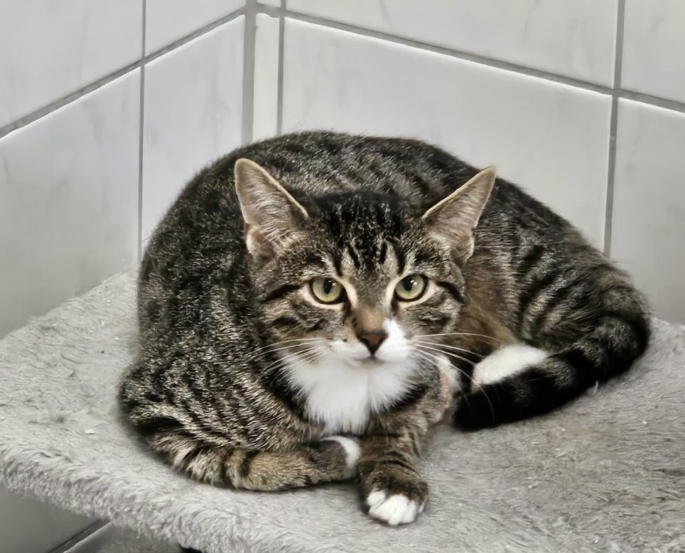 Valeria – EKH, weiblich, 97816 Lohr – zur Adoption