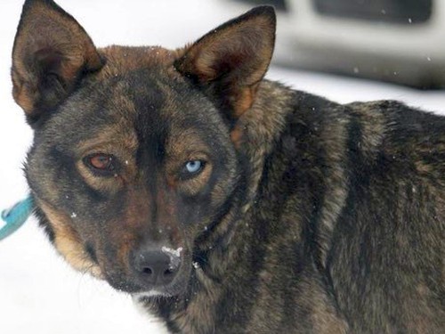 Queenie – Hund, weiblich, 32758 Detmold – zur Adoption