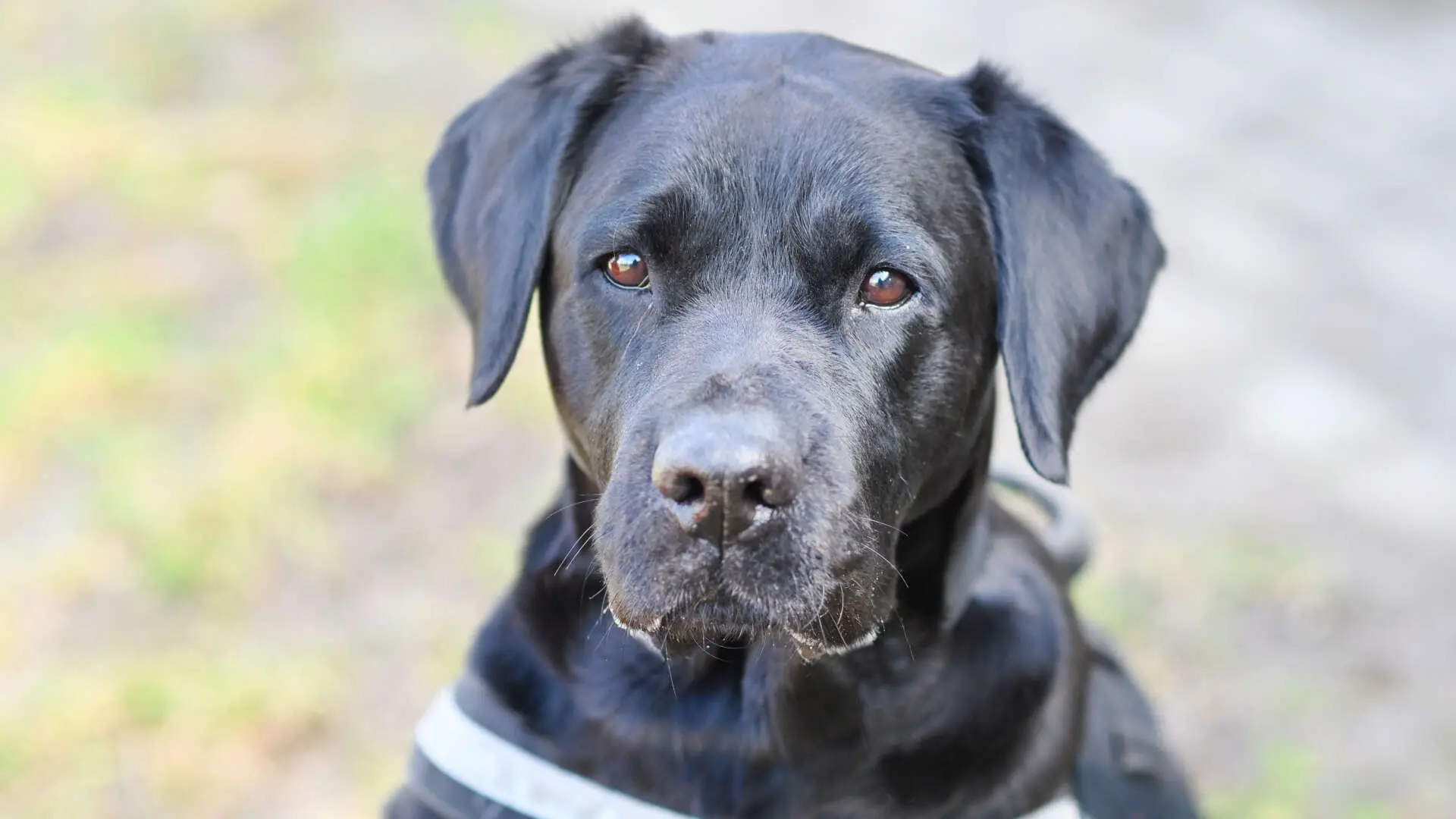 Luna – Labrador-Retriever-Mix, weiblich, 60 Monate, 13057 Berlin – zur Adoption