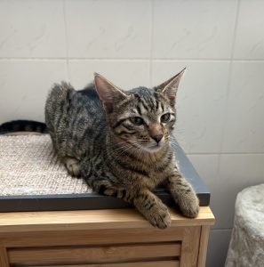 Athen – Europäisch Kurzhaar, weiblich, 97525 Schwebheim – zur Adoption
