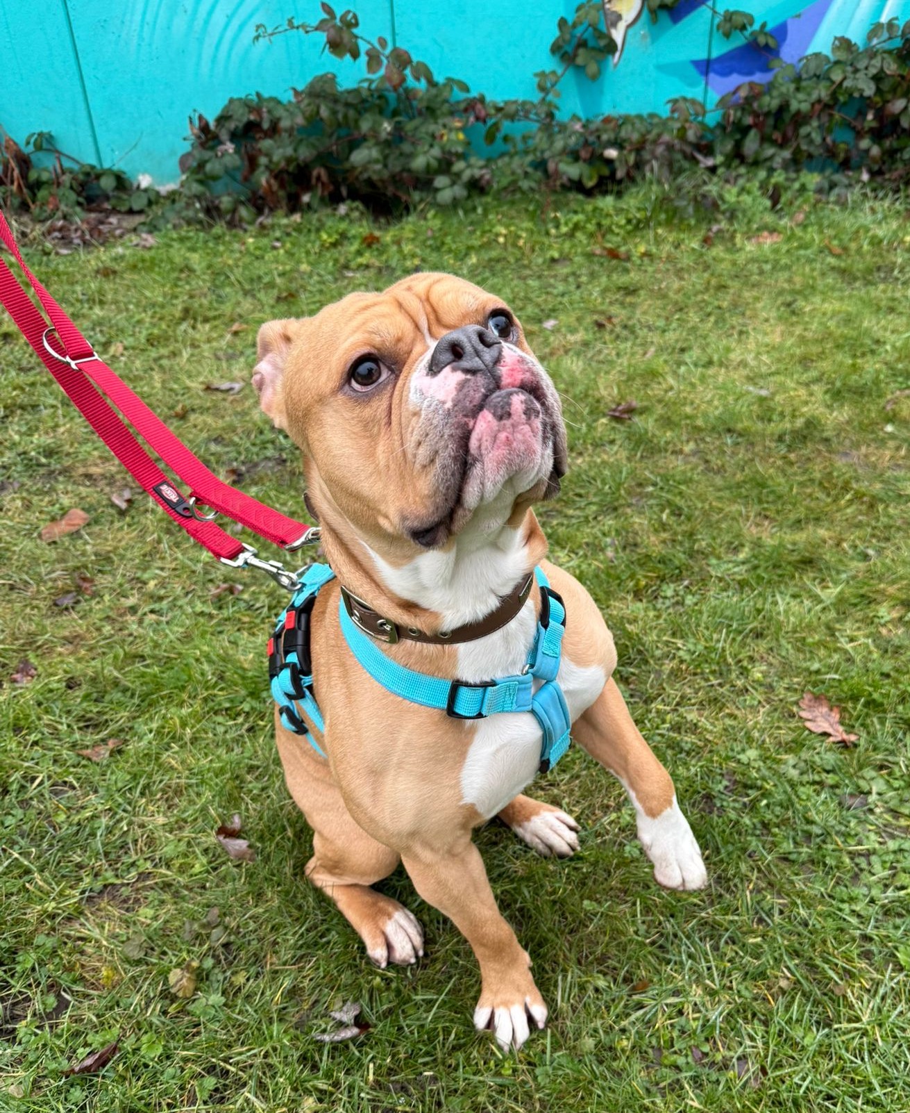Capone – Old English Bulldog-Continental Bulldog-Mix, männlich, 1 Jahr, 7 Monate, 50969 Köln-Zollstock – zur Adoption