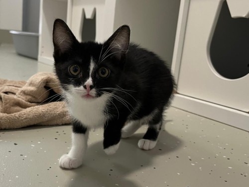 Catzilla – Katze, männlich, 32758 Detmold – zur Adoption