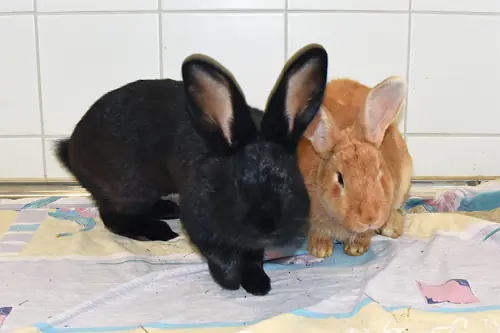 Hazel – Stallkaninchenmix, weiblich, 11 Monate, 90537 Feucht – zur Adoption