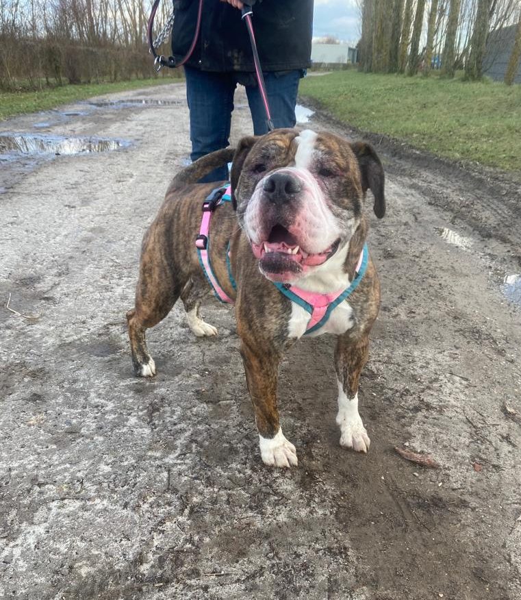 Amy – Olde English Bulldog, weiblich, 4 Jahre, 8 Monate, 13057 Berlin – zur Adoption